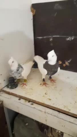 توقی|پرنده|طرقبه, |دیوار