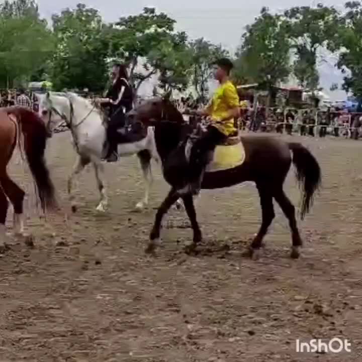 اسب دو خون ترکیه|اسب و تجهیزات اسبسواری|خوی, |دیوار