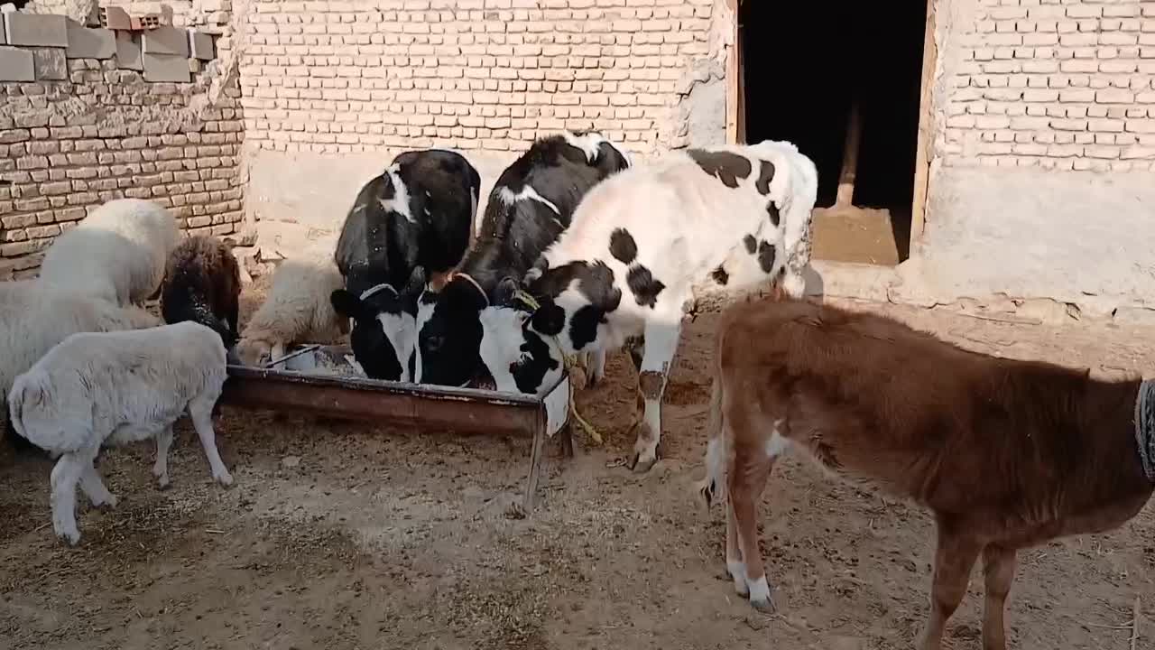 سه تاتلیسه جنس چاق کیلو ۳۰۰تکی فروخته میشود|حیوانات مزرعه|بجنورد, |دیوار