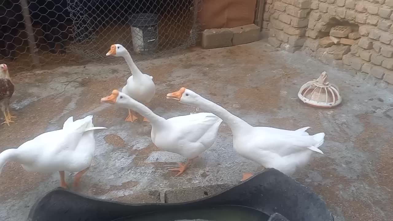 غاز قو غاز|حیوانات مزرعه|گنبد کاووس, |دیوار