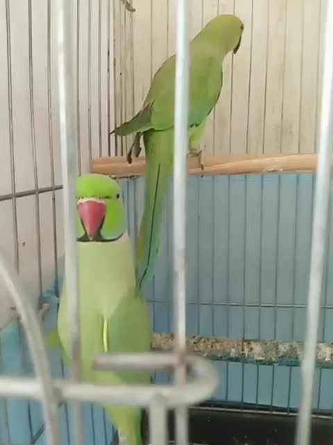 یک جفت ملنگو مولد|پرنده|تبریز, |دیوار