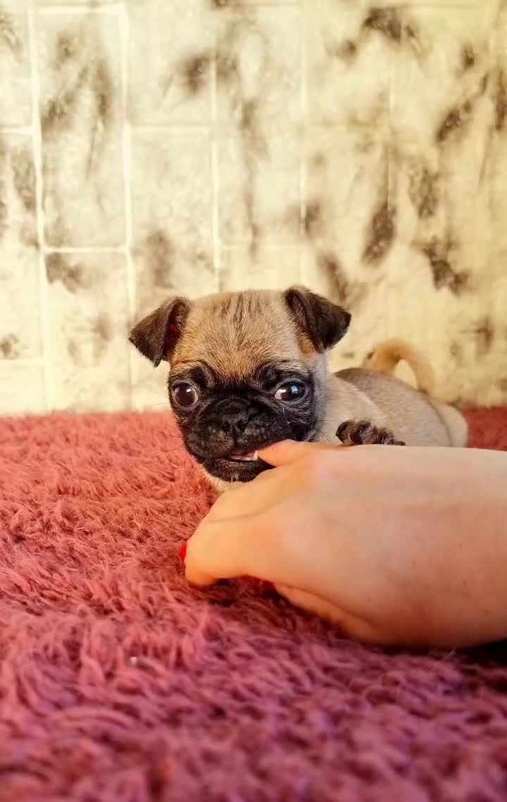 سگ پاگ|سگ|تهران, تهرانپارس شرقی|دیوار