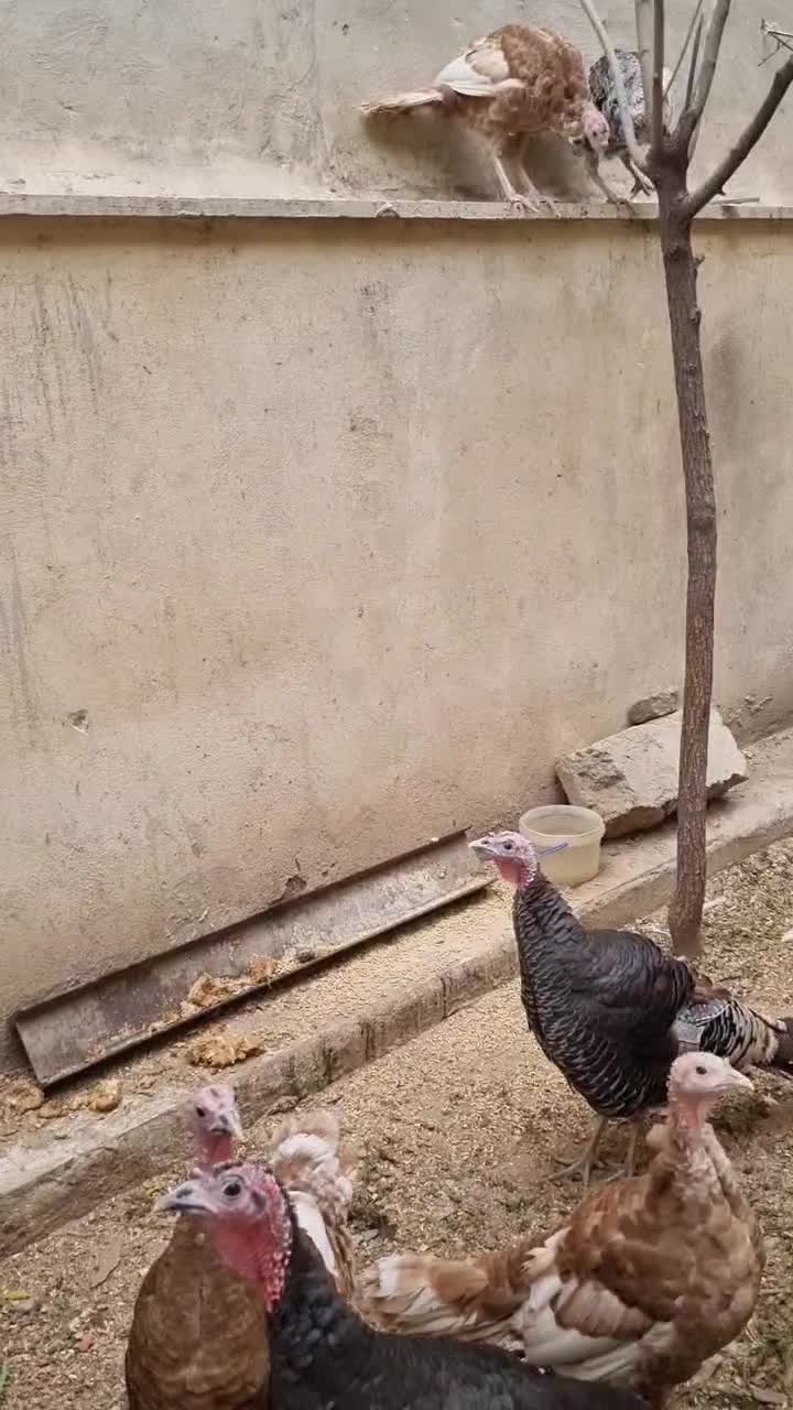 بوقلمون|حیوانات مزرعه|کرج, عظیمیه|دیوار