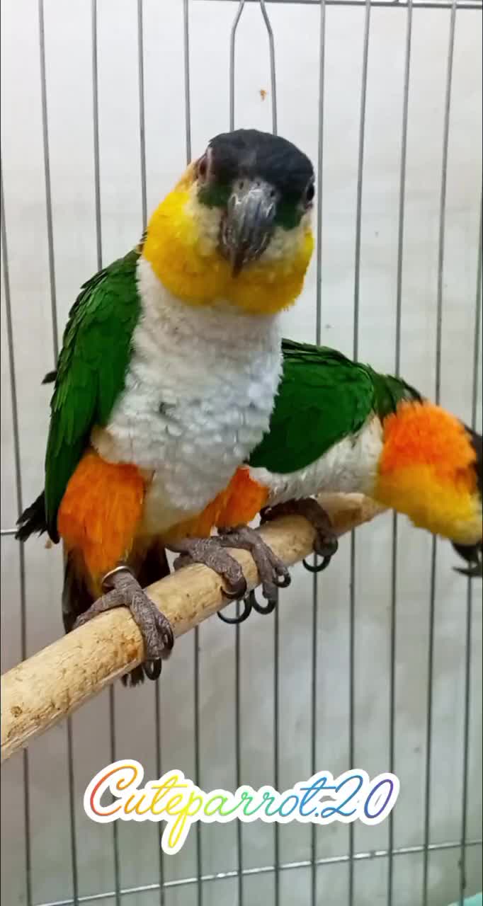 کایک سرسیاه|پرنده|تهران, افسریه شمالی|دیوار