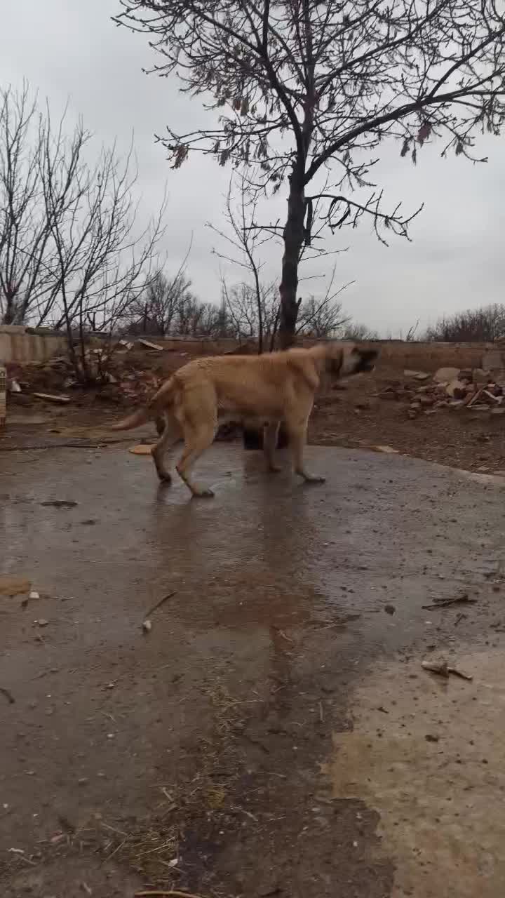 ماده عراقی ۳ساله|سگ|ابهر, |دیوار