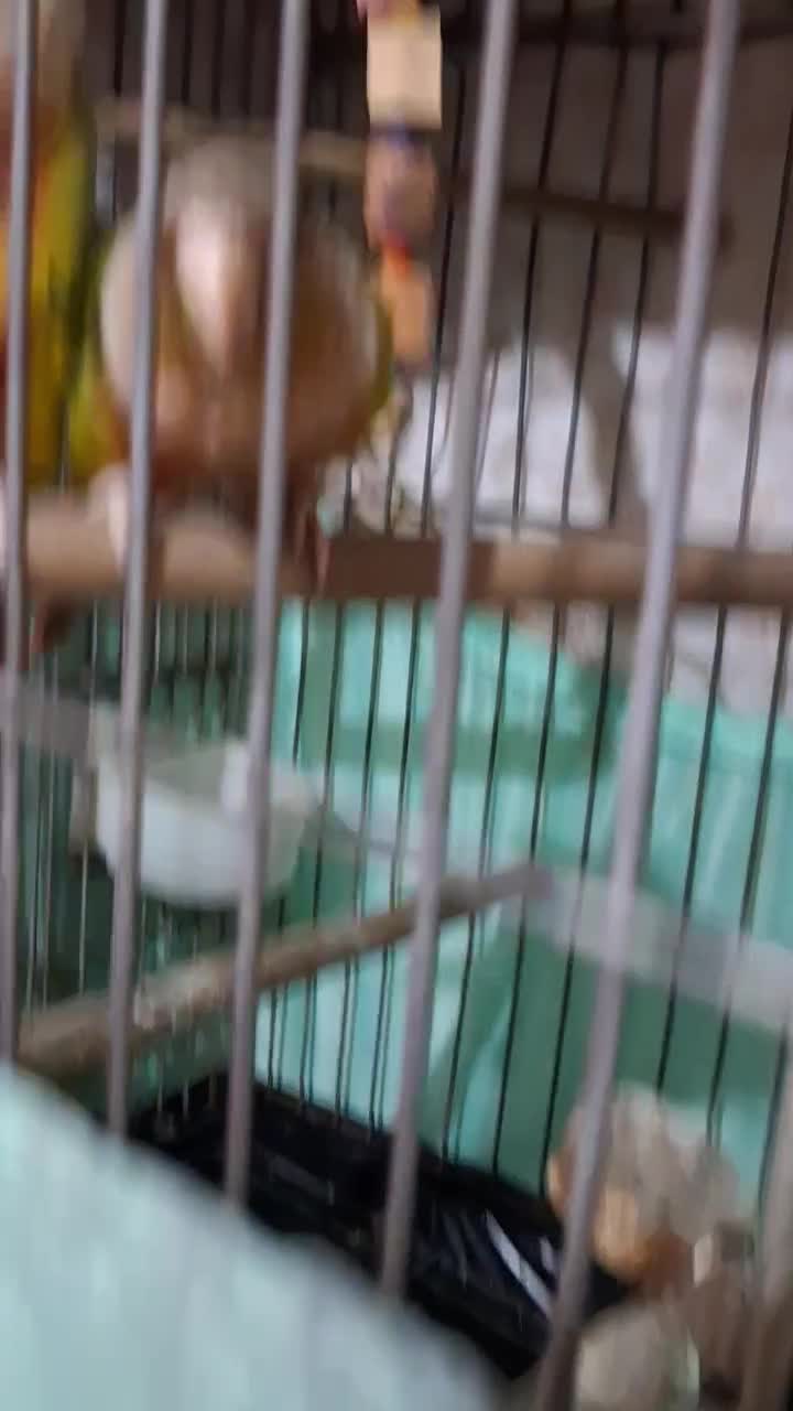 گرینچیک آناناسی یلوساید دبل رد|پرنده|قدس, شهر‌قدس|دیوار