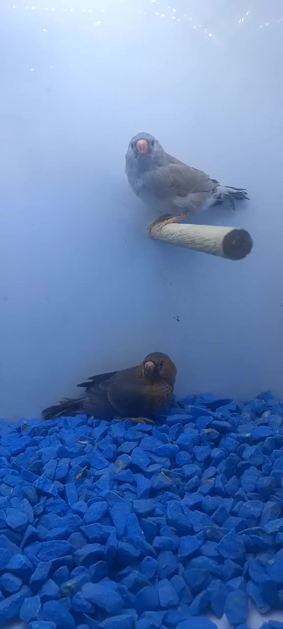 فنچ زبرا هاف اورنج خالص ۹ عدد|پرنده|پاکدشت, خاتون آباد|دیوار