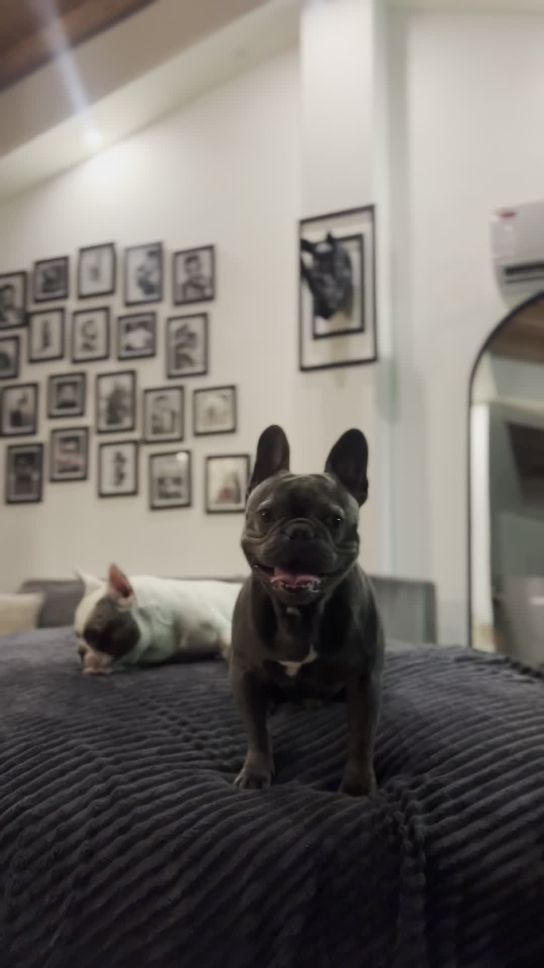 واگذاری فرنچ بولداگ ‌بلو|سگ|رشت, گلسار|دیوار