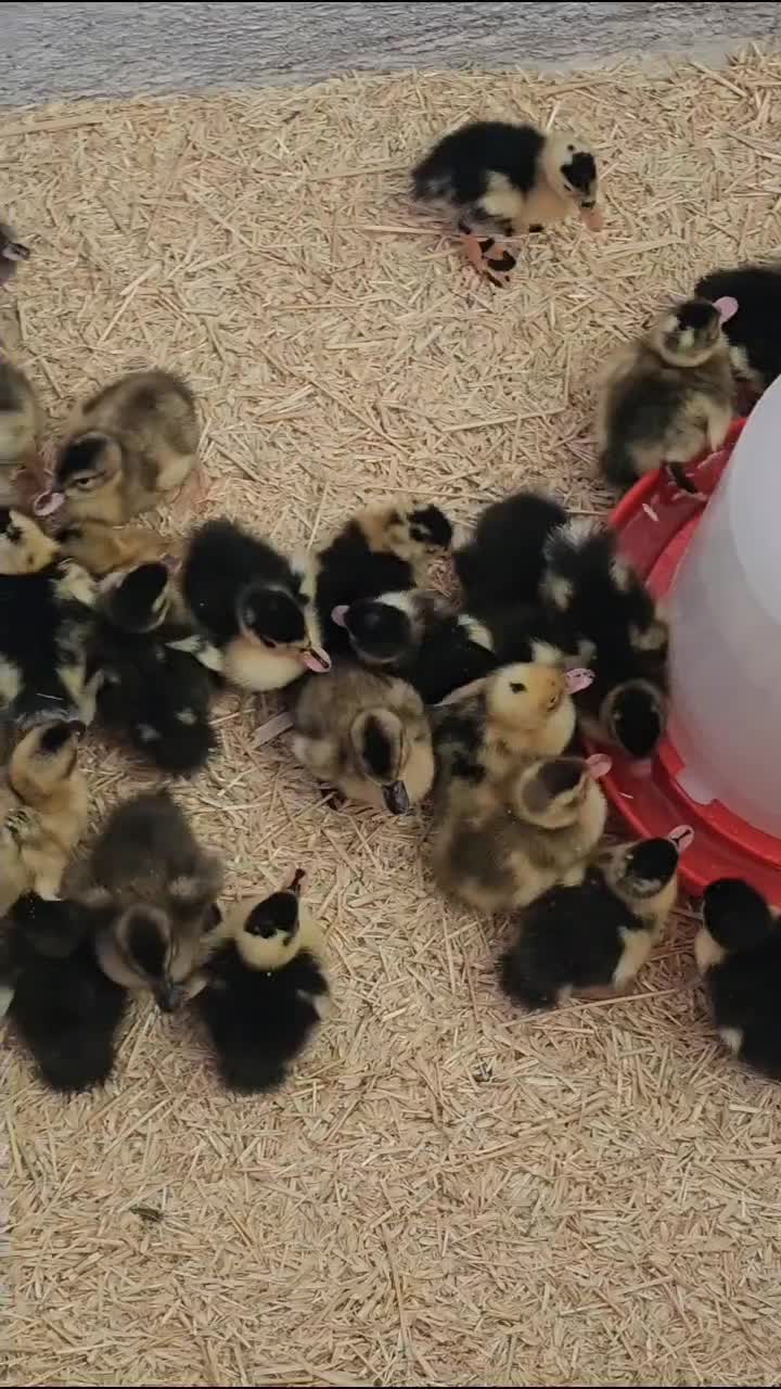 جوجه اردک و جوجه مرغ ۴،۵ روزه|حیوانات مزرعه|قائن, |دیوار