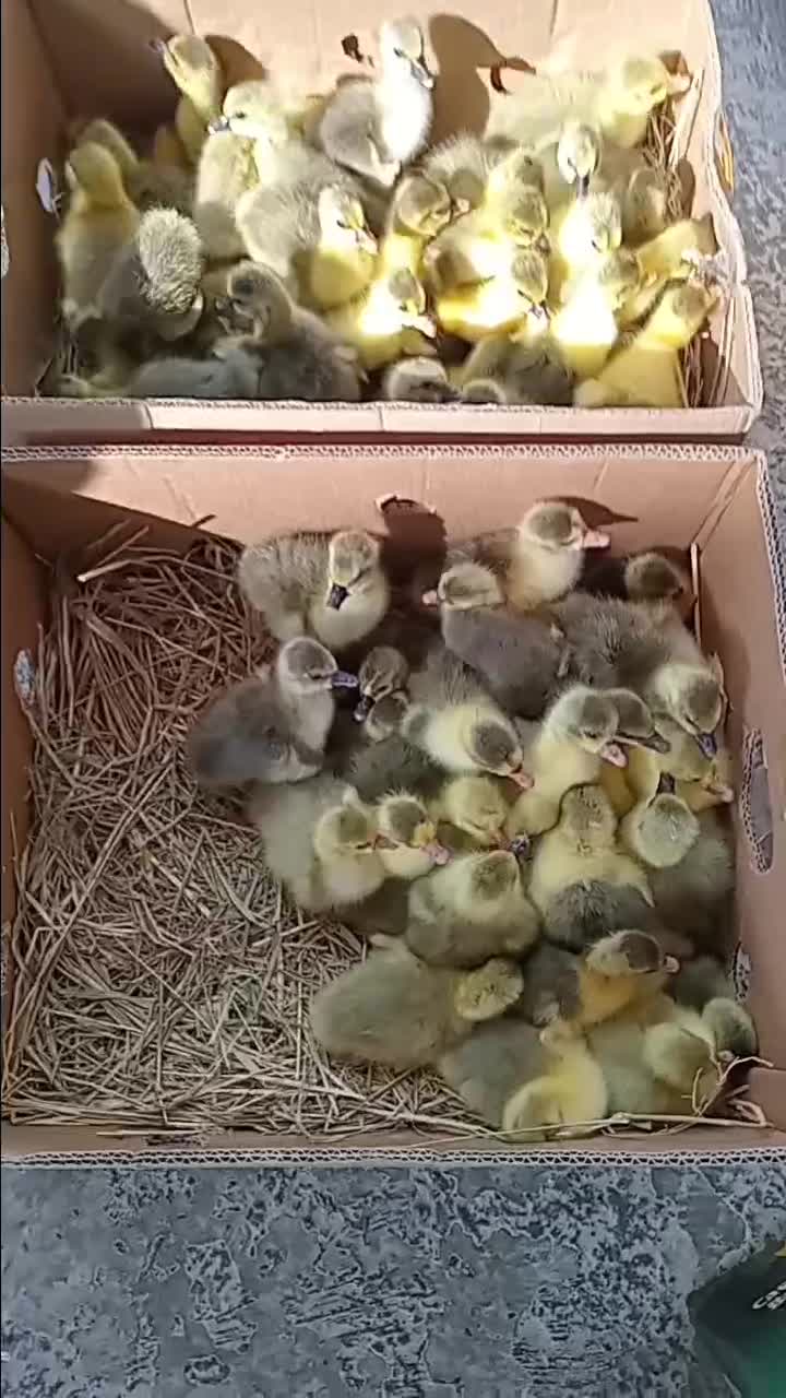 انتخابی مناسب جوجه غازهای یکروزه فروشگاه آرشیدا|حیوانات مزرعه|آستانه اشرفیه, |دیوار