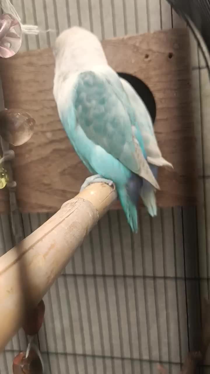 جفت نر و ماده مارال یاسی|پرنده|تهران, عبدل‌آباد|دیوار