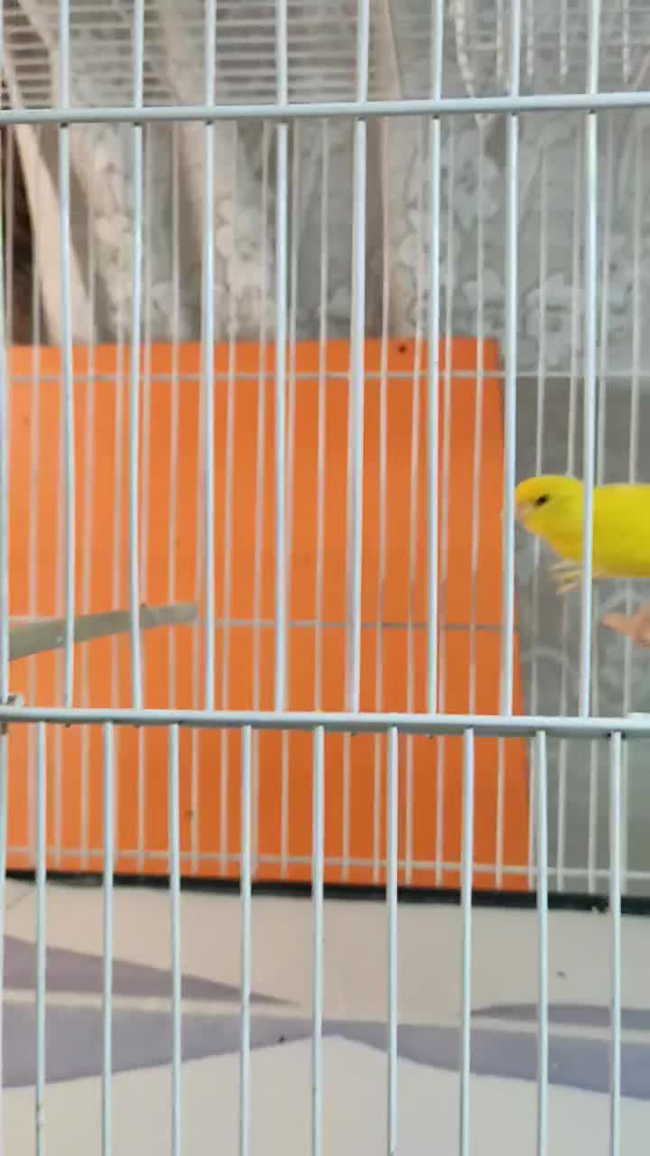 قناری رسمی بلند|پرنده|مشهد, امام خمینی|دیوار