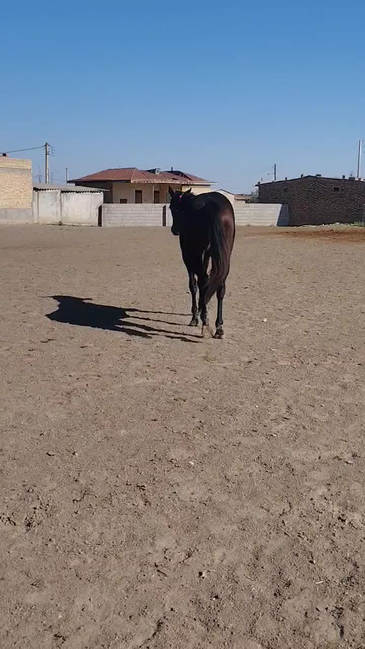 کره مادیان|اسب و تجهیزات اسبسواری|گنبد کاووس, |دیوار