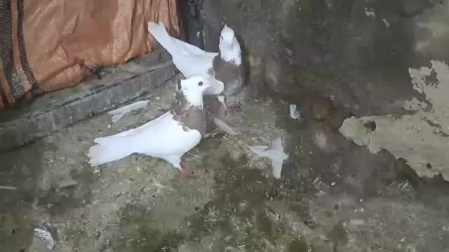 طوق|پرنده|زاگرس, |دیوار