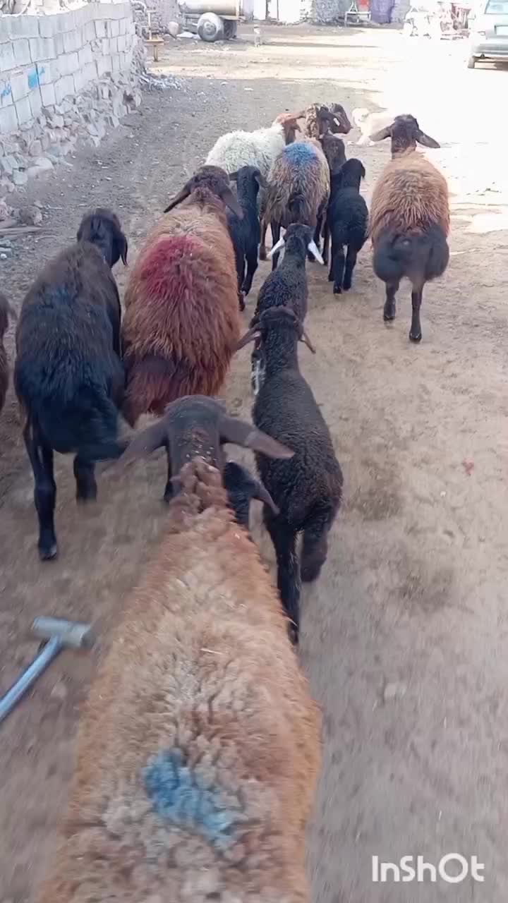 میش زاییده|حیوانات مزرعه|تربت جام, جامرود|دیوار