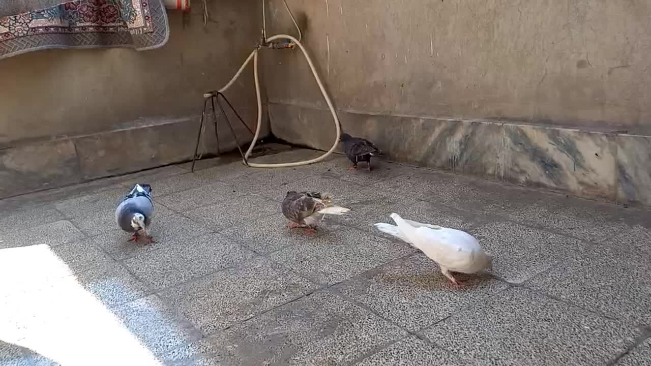 ۲۰۰|پرنده|مشهد, نیزه|دیوار