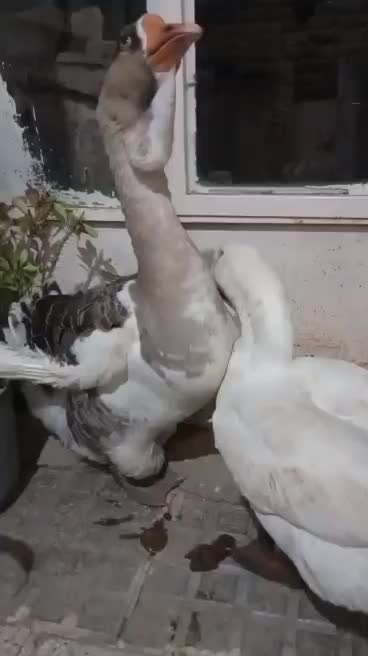 قوغاز خالماگوری اصل نژاد وارداتی|حیوانات مزرعه|بانه, |دیوار