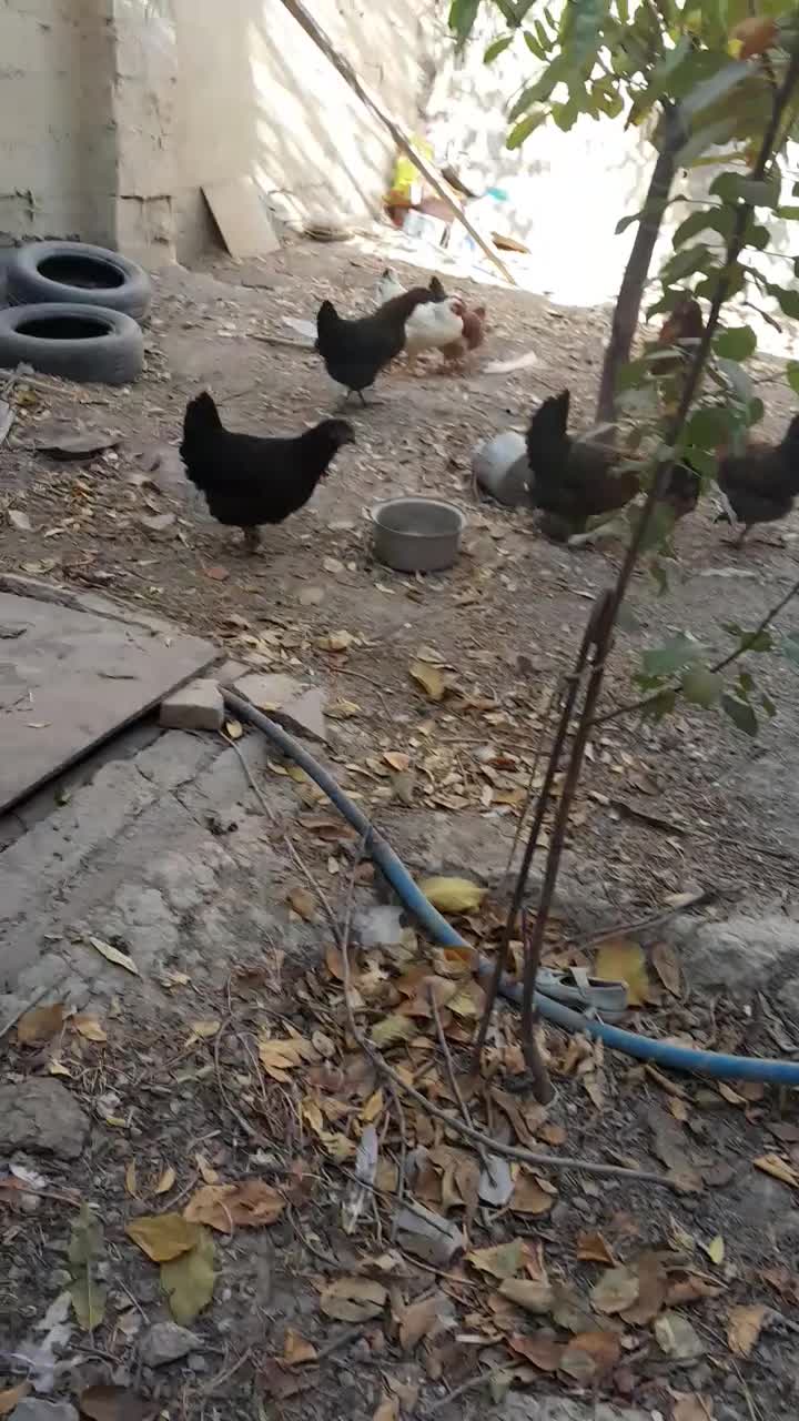 ۸عدد مرغ تخم گذار|حیوانات مزرعه|بستان آباد, |دیوار