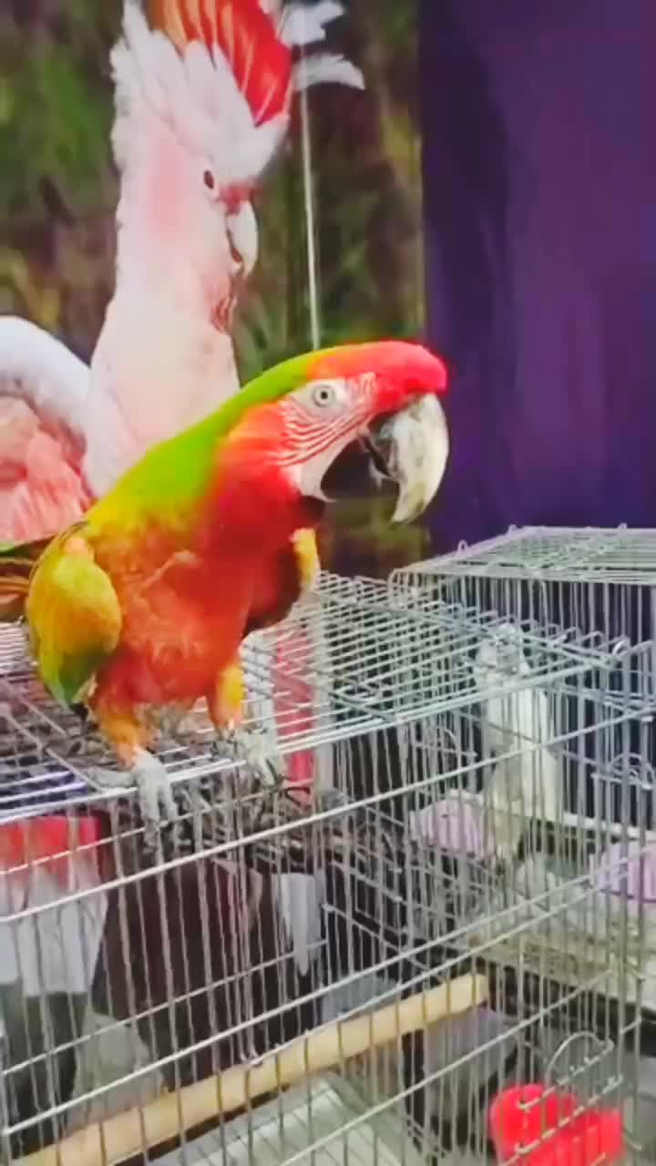 نمایشگاه پرنده رضا|پرنده|شیراز, فرودگاه شهید دستغیب شیراز|دیوار