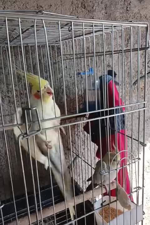 عروس هلندی|پرنده|قدس, شهر‌قدس|دیوار