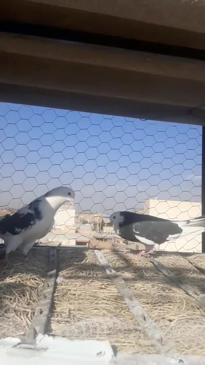 ۱۰ جفت|پرنده|قلعه نو, |دیوار