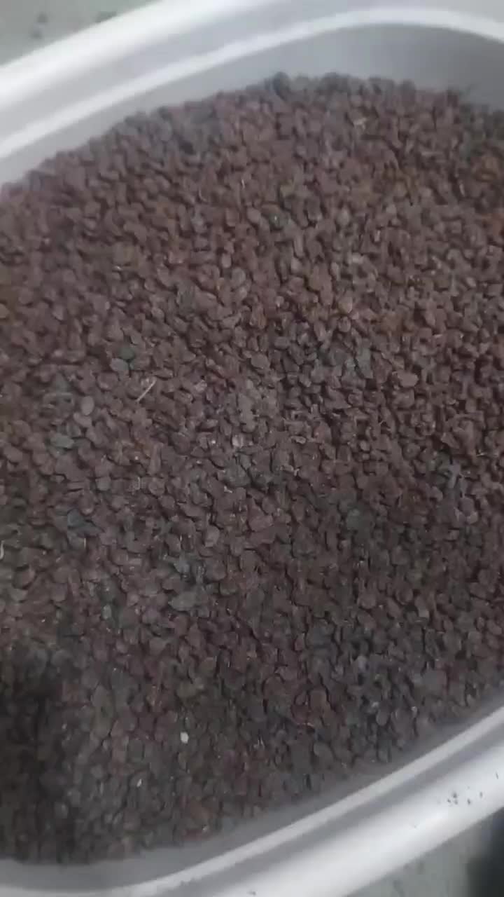 انواع کشمش گله آفتابی درگز و کاشمر|خوردنی و آشامیدنی|مشهد, نوید|دیوار