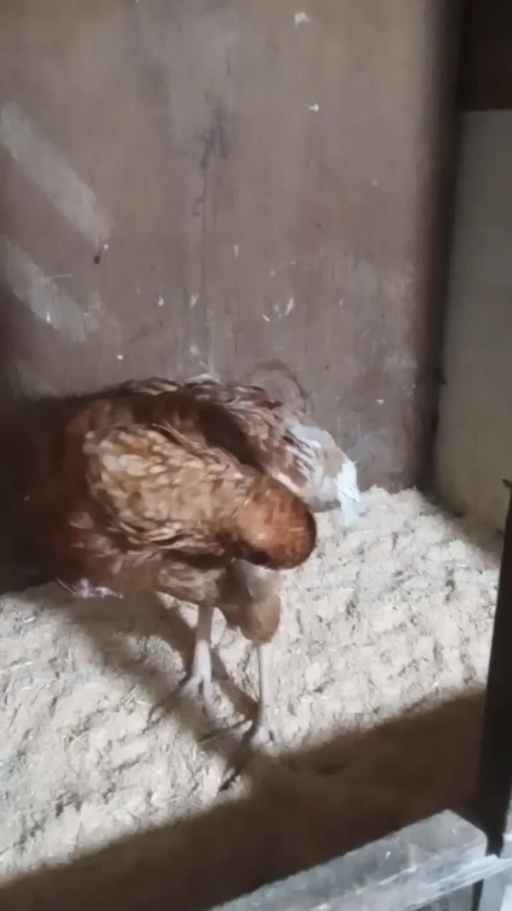 خروس لاری ومرغ لاری|حیوانات مزرعه|رشت, حومه رشت|دیوار