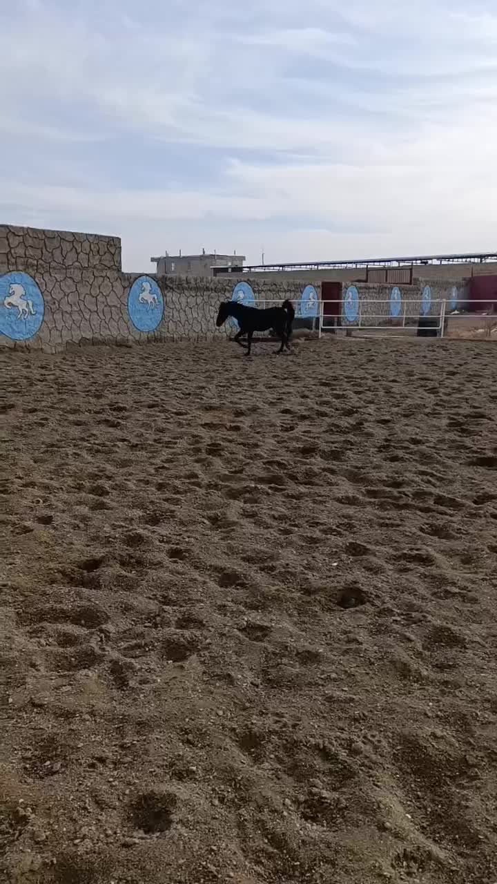 اسب کرد|حیوانات مزرعه|اژیه, |دیوار