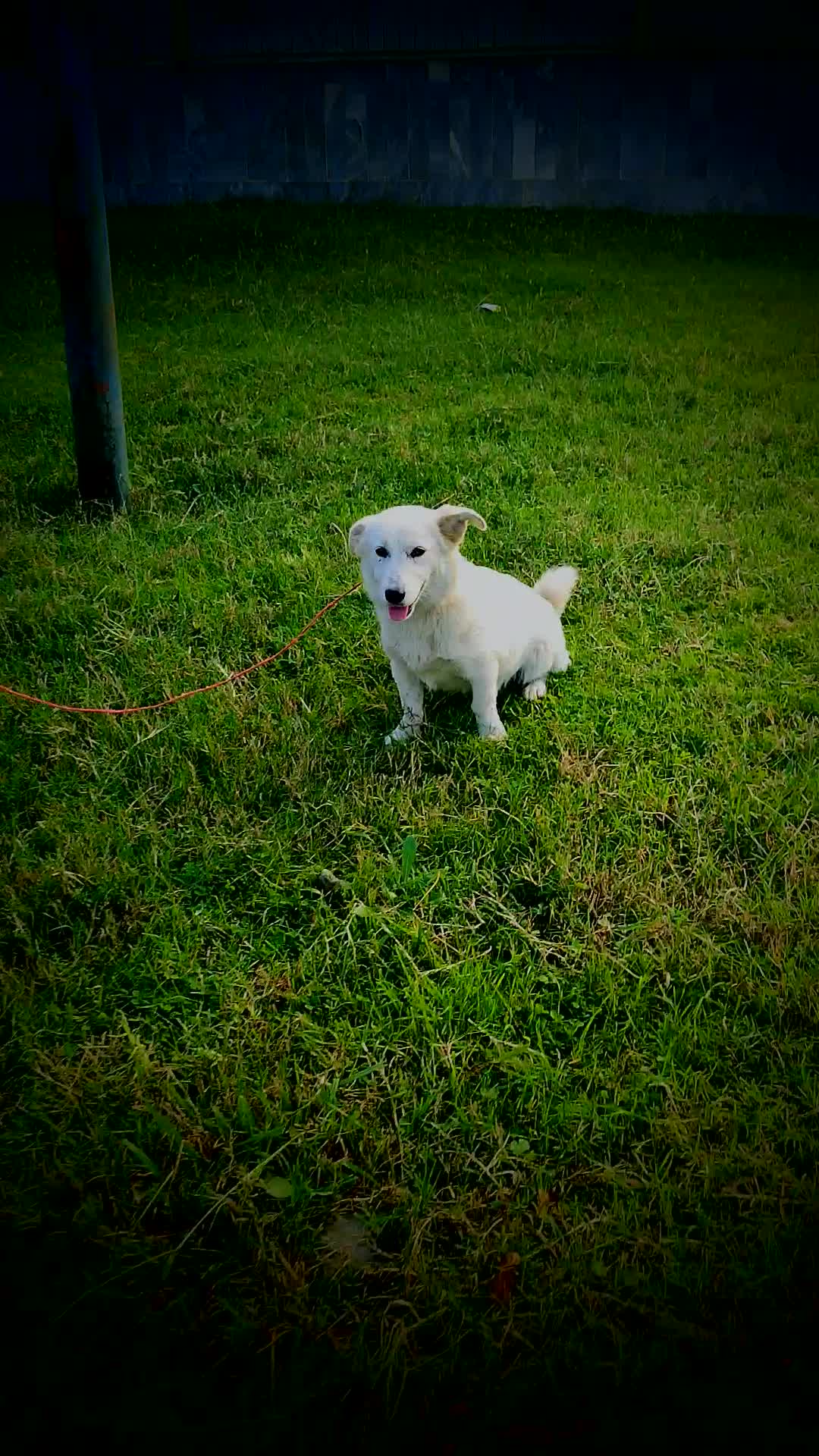 سگ پاکوتاه خوشگل اص معاوضه هم دارم|سگ|چابکسر, |دیوار