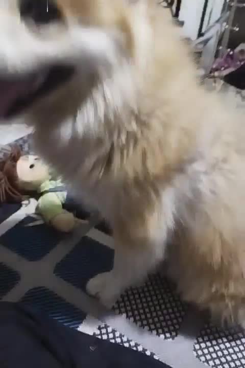 فروش حیوان خانگی سگ پامر روباه۴|سگ|محمدشهر, شهرک پیام (مهرالبرز)|دیوار