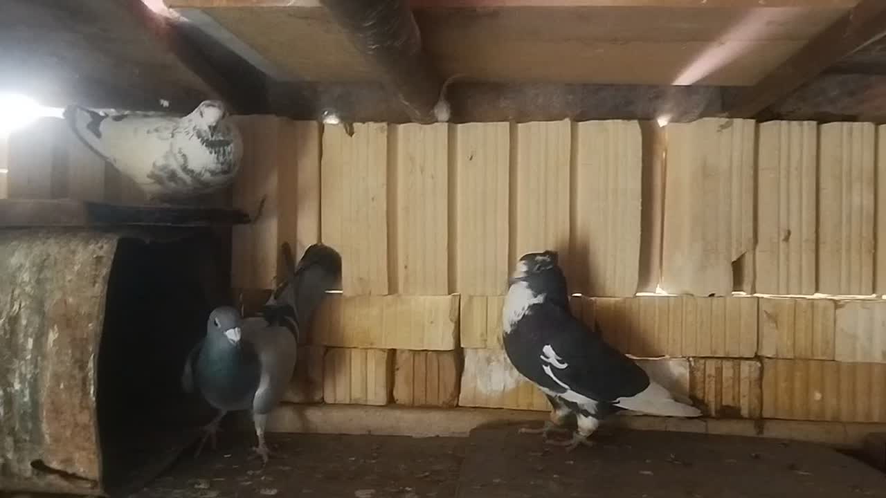 پرنده|پرنده|آباده, |دیوار