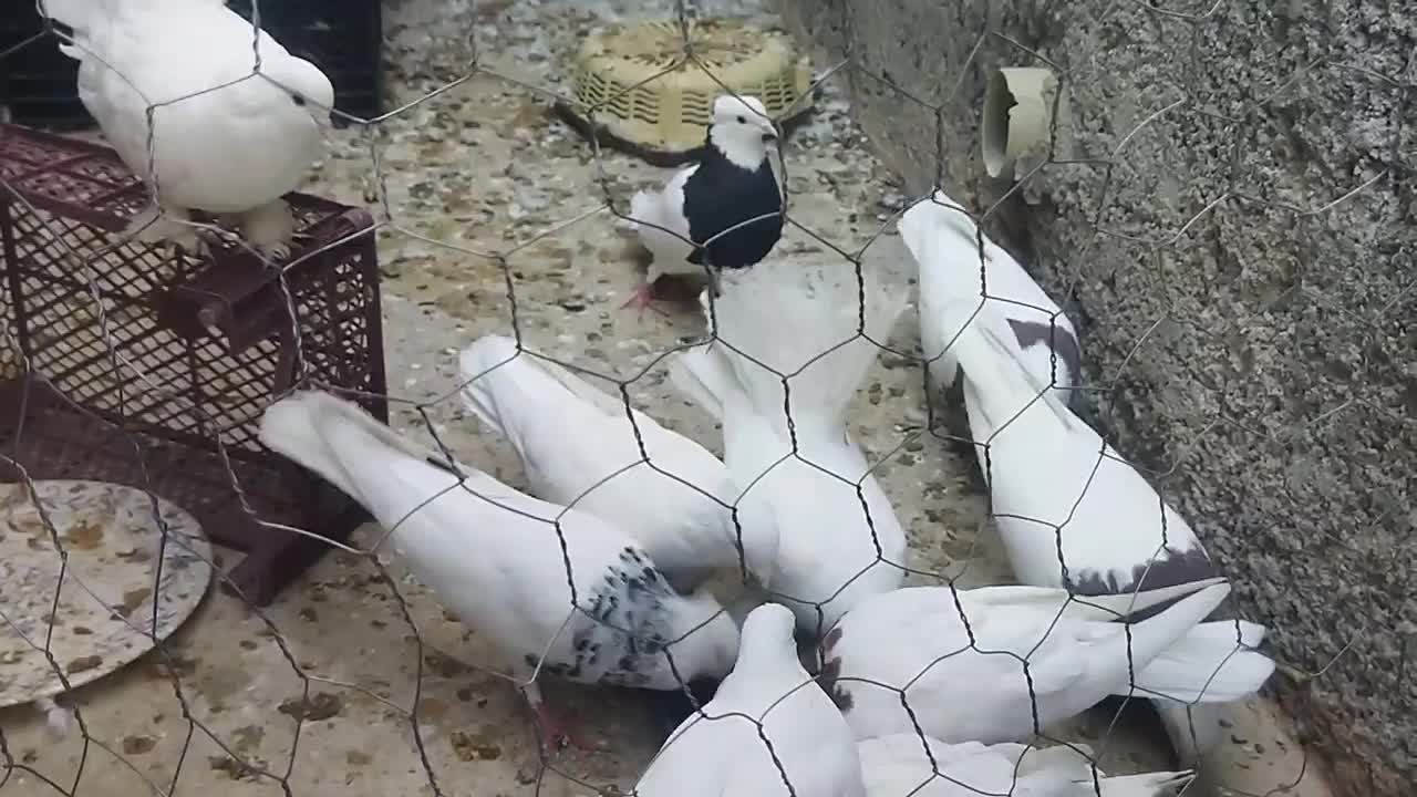 یه دسته کبوتر بی نقص خاص وارزون|پرنده|دهدشت, |دیوار