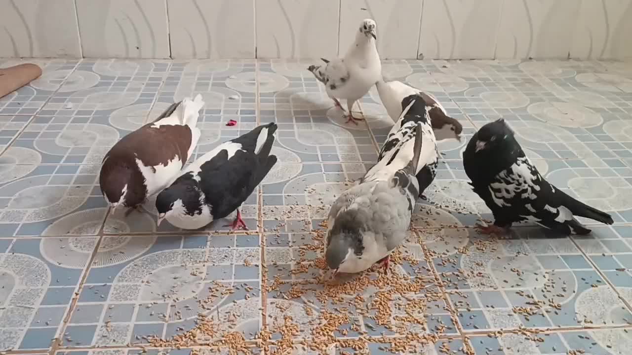 رنگه و نقش|پرنده|زیرکوه, |دیوار