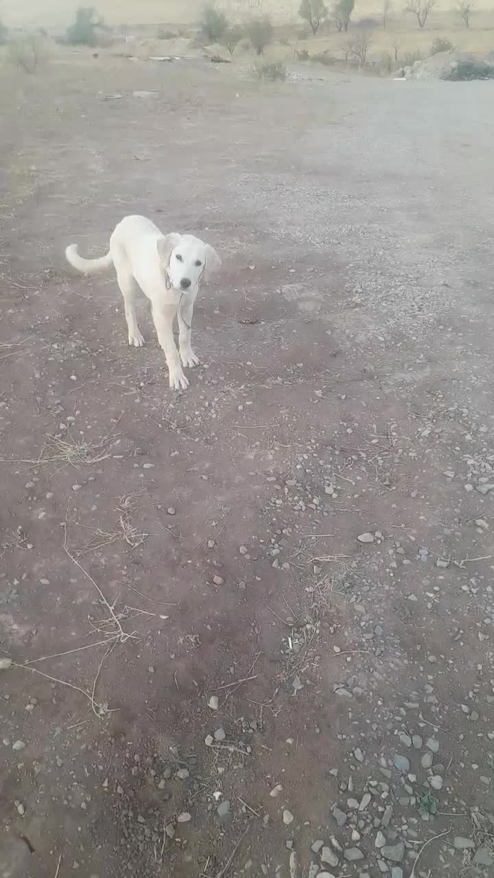 توله سگ ماده سرابی|سگ|ایجرود, |دیوار