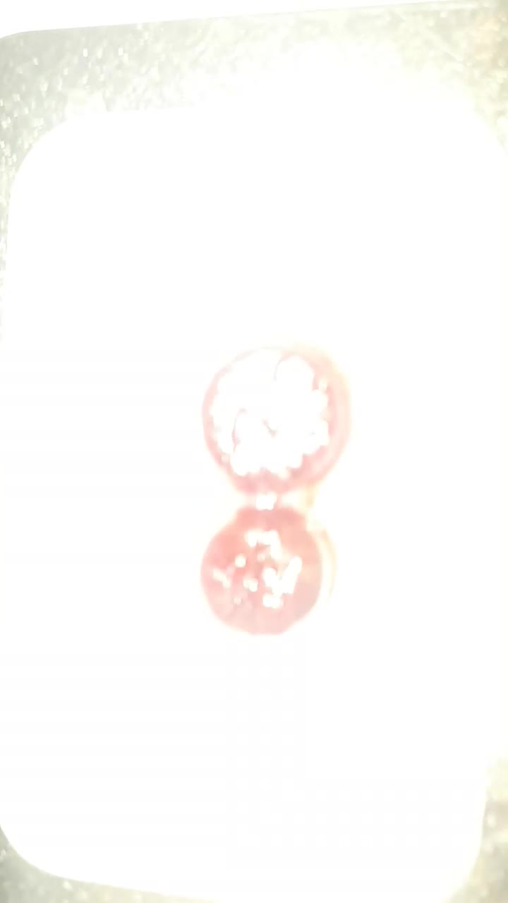 هبهاب مراکشی و نادر برایه بانوان|کلکسیون اشیاء عتیقه|تهران, اکباتان|دیوار