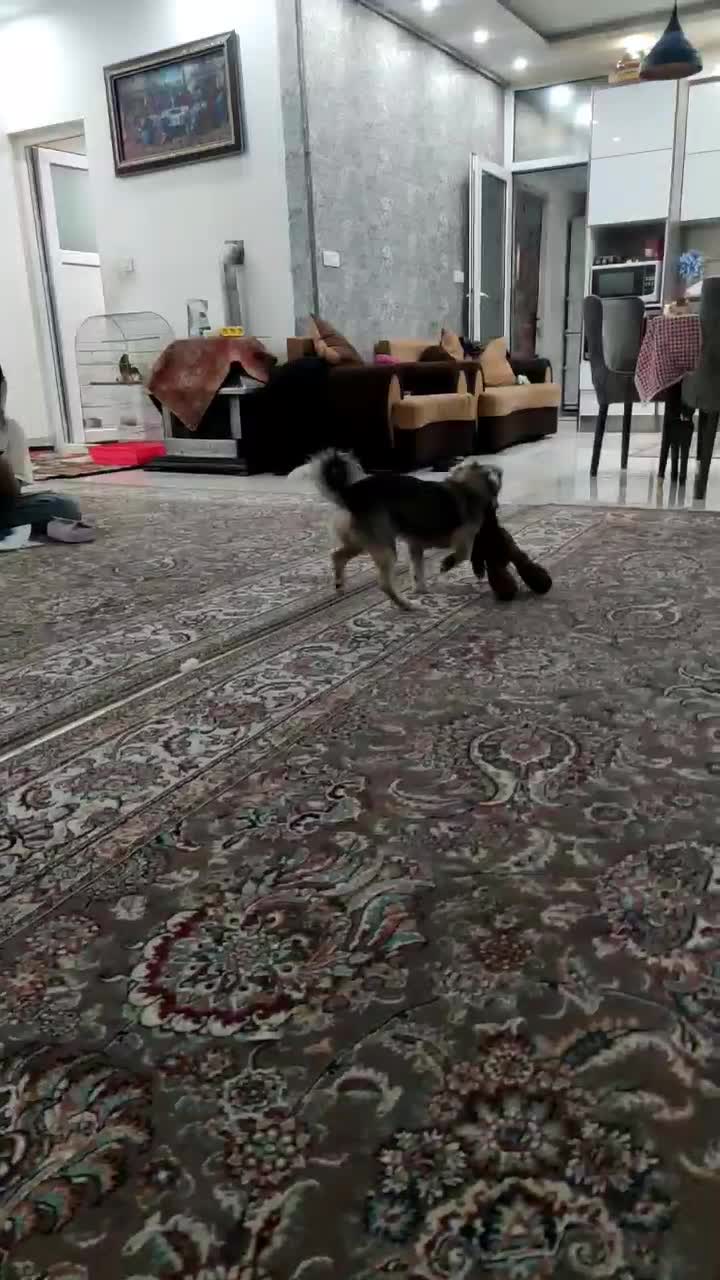 سگ اشپیتز واکس خورده شناسنامه دار|سگ|بوشهر, |دیوار