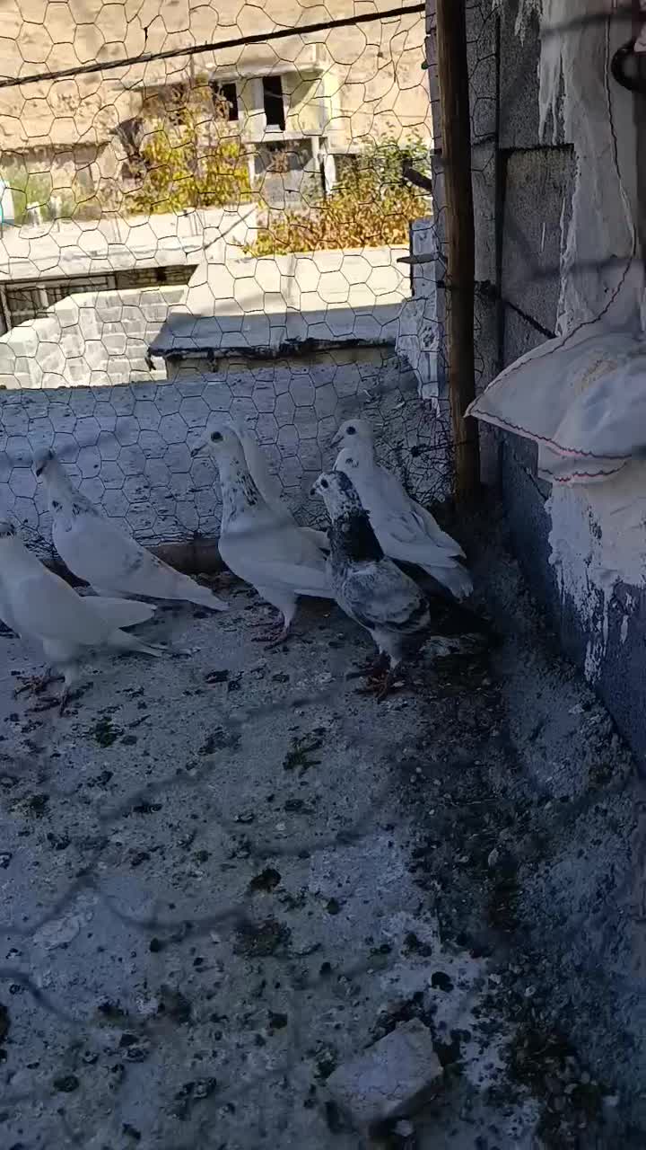 کبوتر پلاکی ذات دار|پرنده|سیسخت, |دیوار