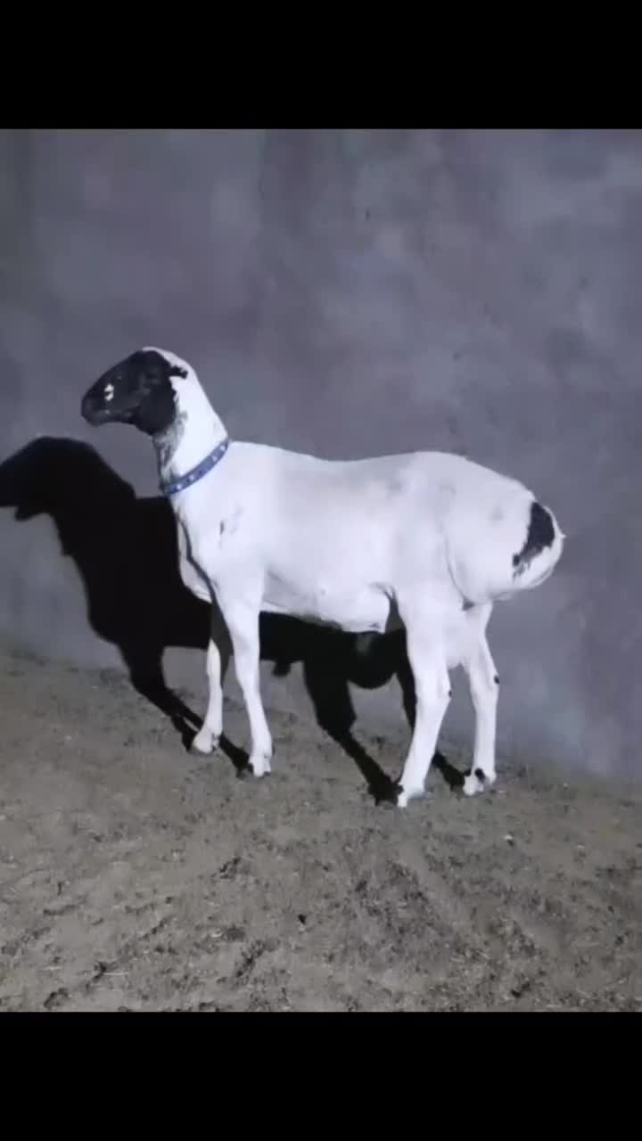 بره نر قوچی و ماده داشتی چینی قندوزی تربت جام|حیوانات مزرعه|بیرجند, |دیوار