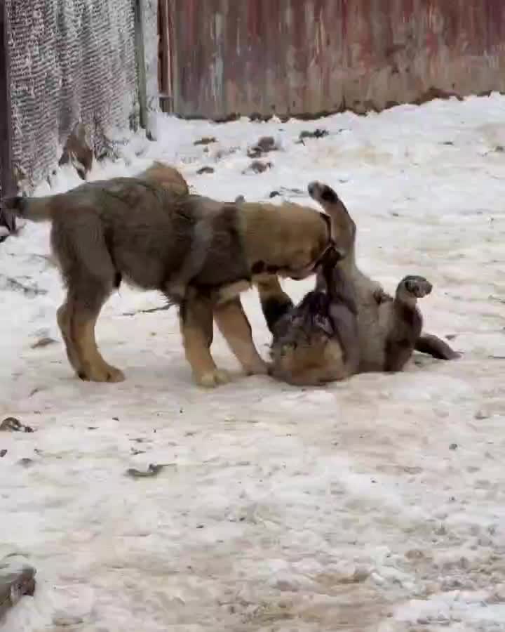 سگ آلابای|سگ|جلفا, |دیوار