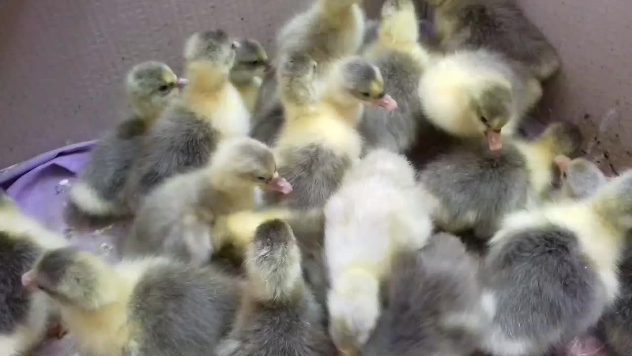 جوجه غاز سالم و سرحال|حیوانات مزرعه|گتاب, |دیوار