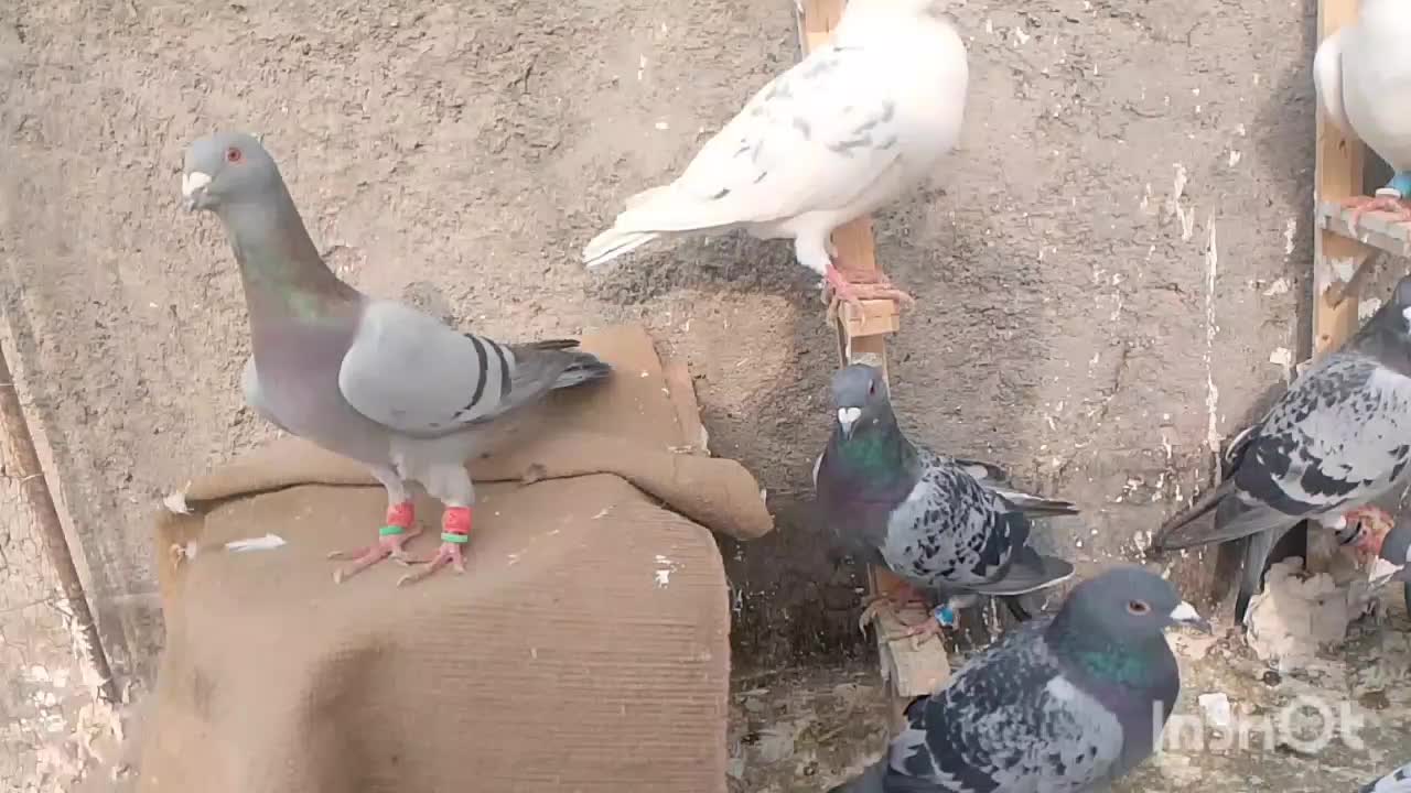 کفتر|پرنده|مشهد, شهید معقول|دیوار