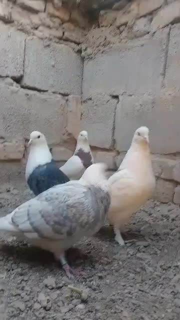 کبوتر رنگی معامله|پرنده|سراوان, |دیوار