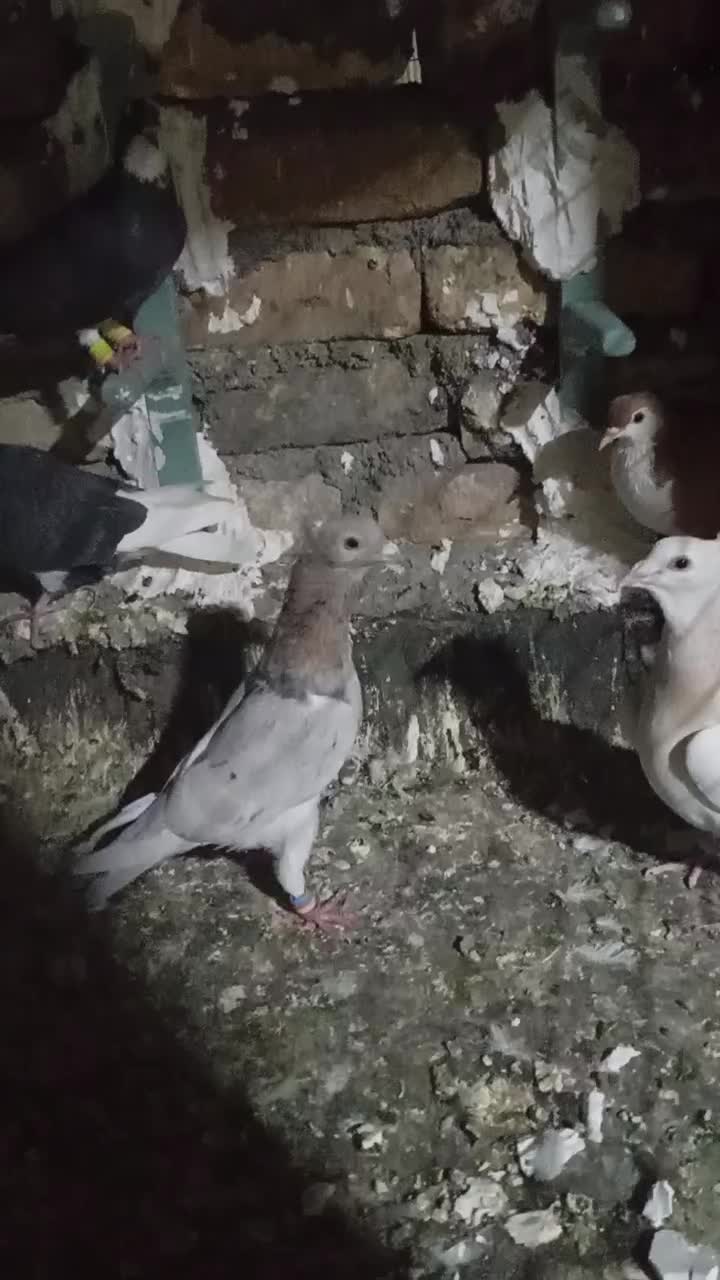 کبوتر|پرنده|مشهد, صیدآباد|دیوار