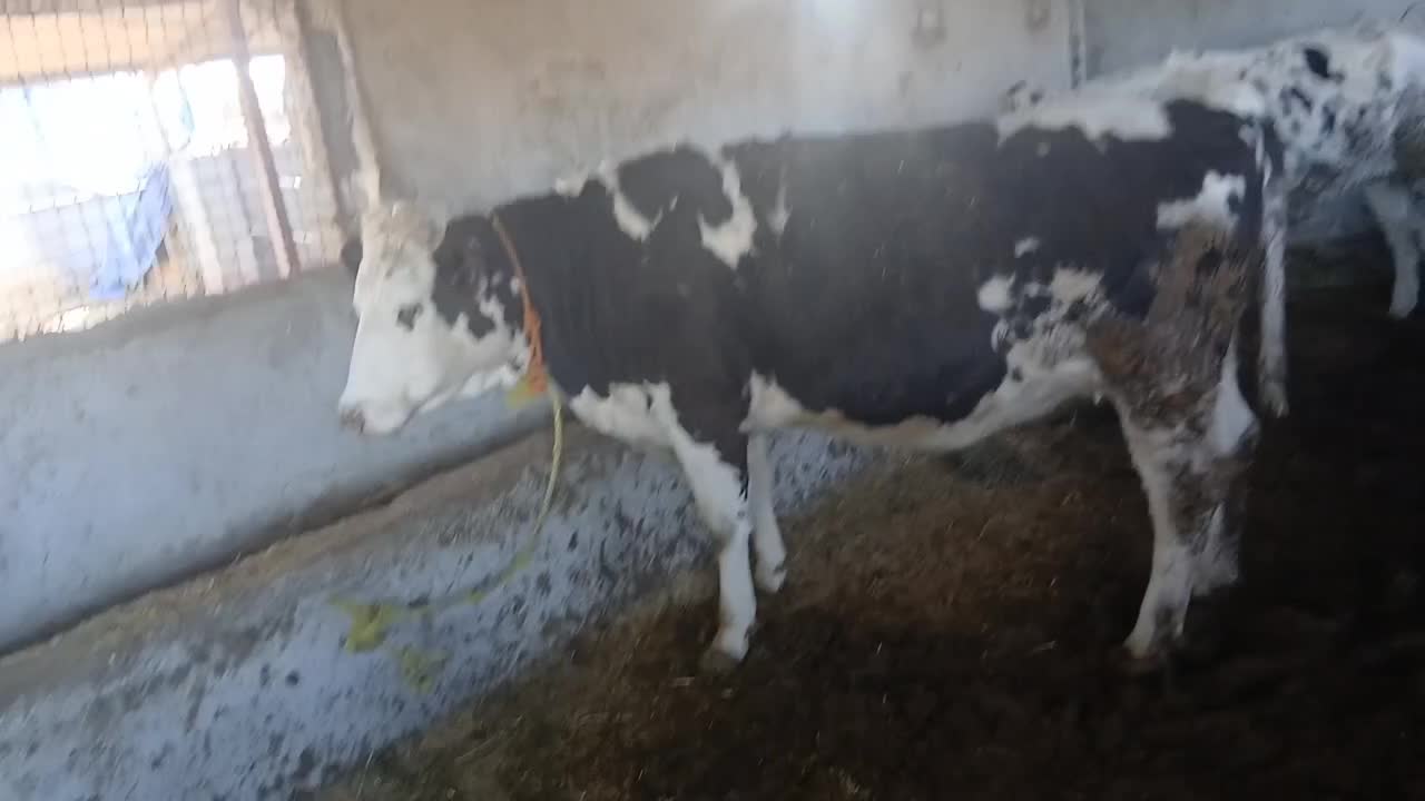 فروش دوراس تلیسه آبستن سیمینتال شکم اول|حیوانات مزرعه|اسلام آباد, |دیوار