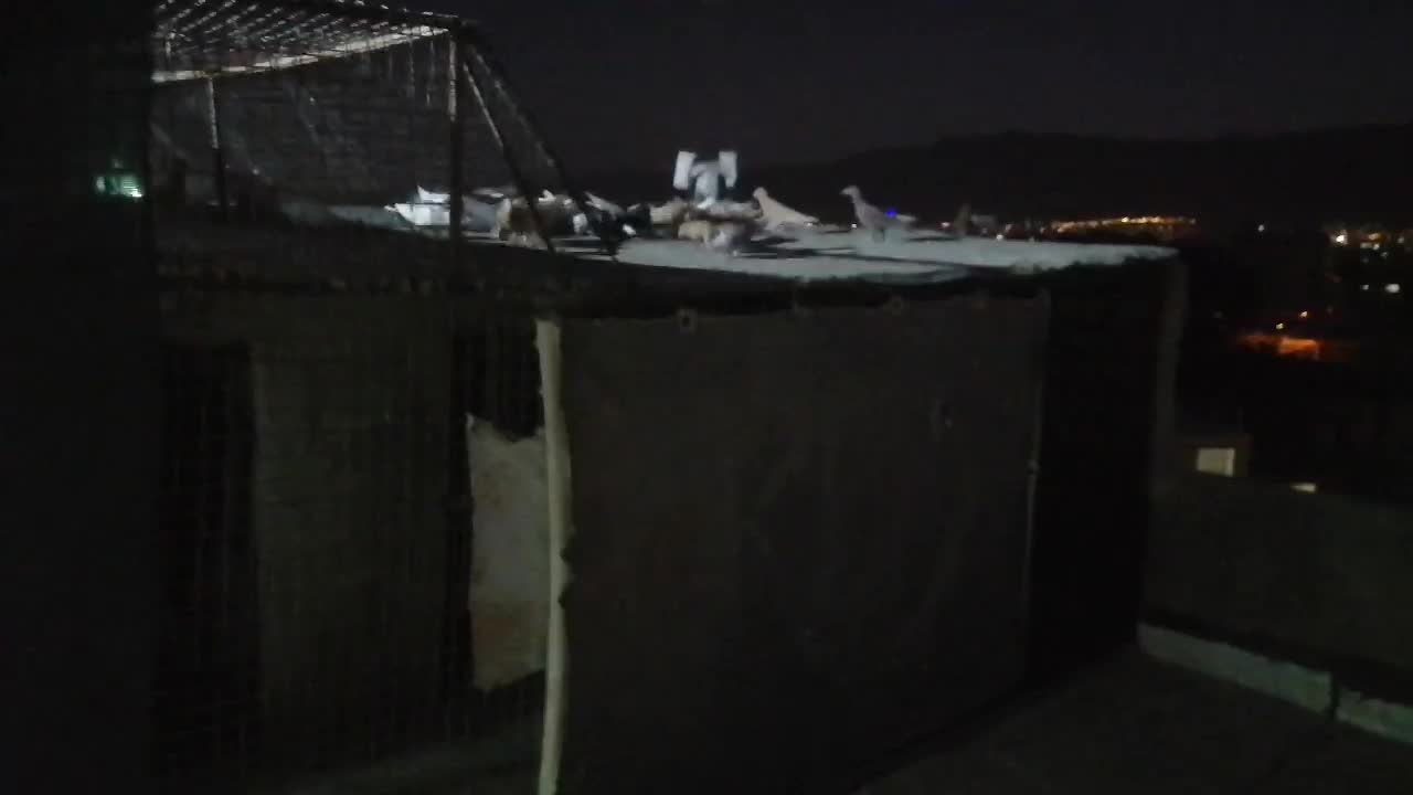 حیون جفتی و پرشی|پرنده|تربتحیدریه, رجایی|دیوار