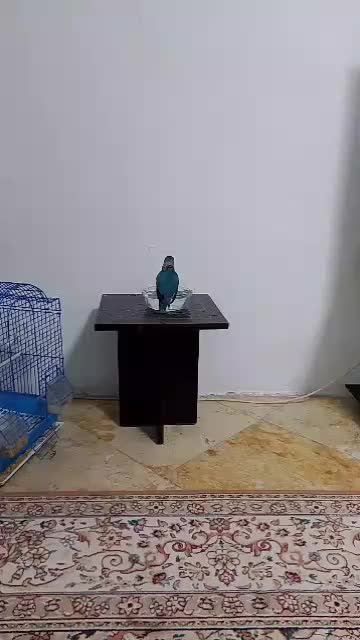 طوطی برزیلی|پرنده|فردیس, شهرک شهید حسینی|دیوار