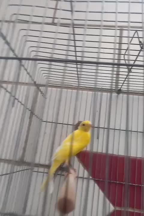 ماده قناری|پرنده|بندر ماهشهر, |دیوار