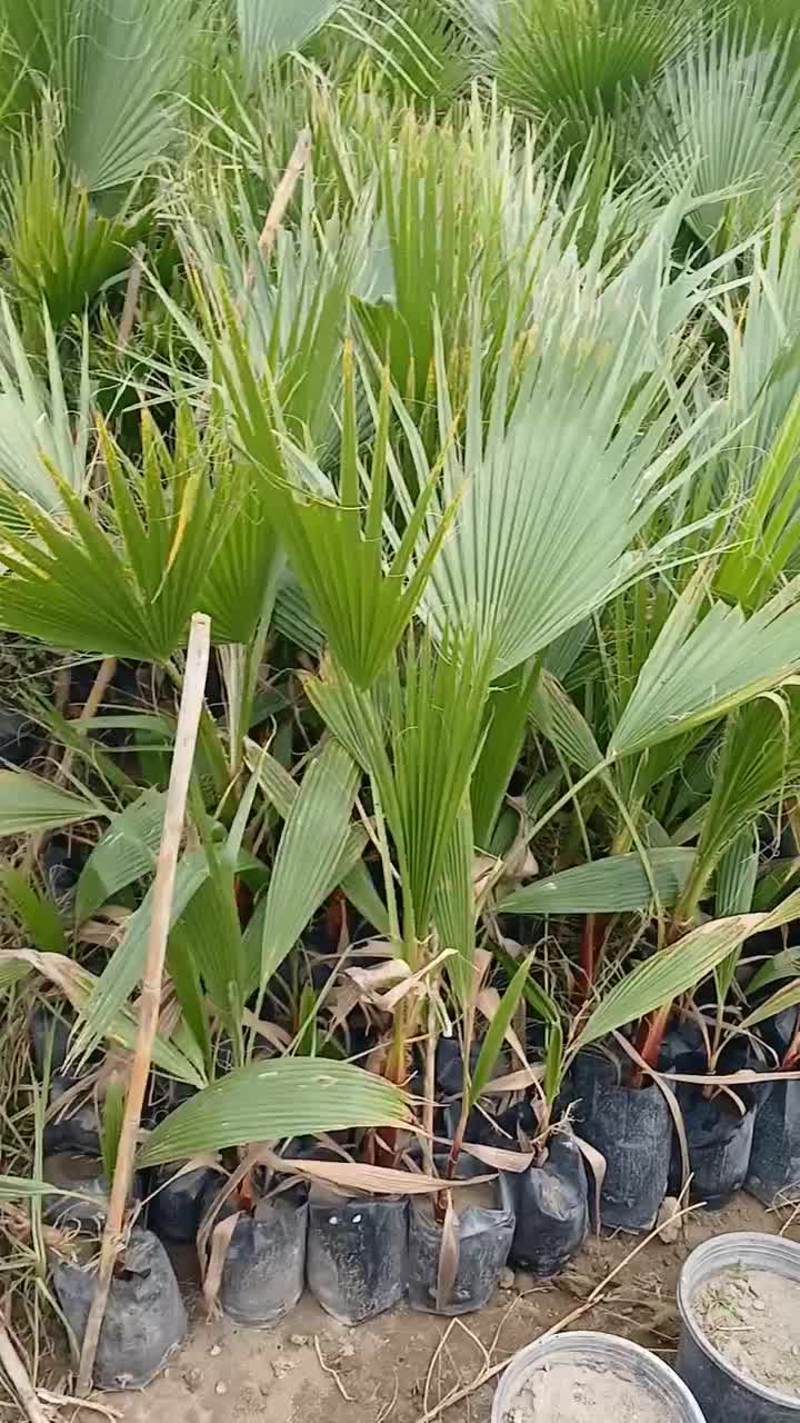 حراج نشا پالم واشنگتن تنه قرمز|خدمات باغبانی و درختکاری|سرخرود, |دیوار