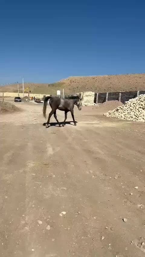 اسب فروشی۲|اسب و تجهیزات اسبسواری|چابهار, |دیوار