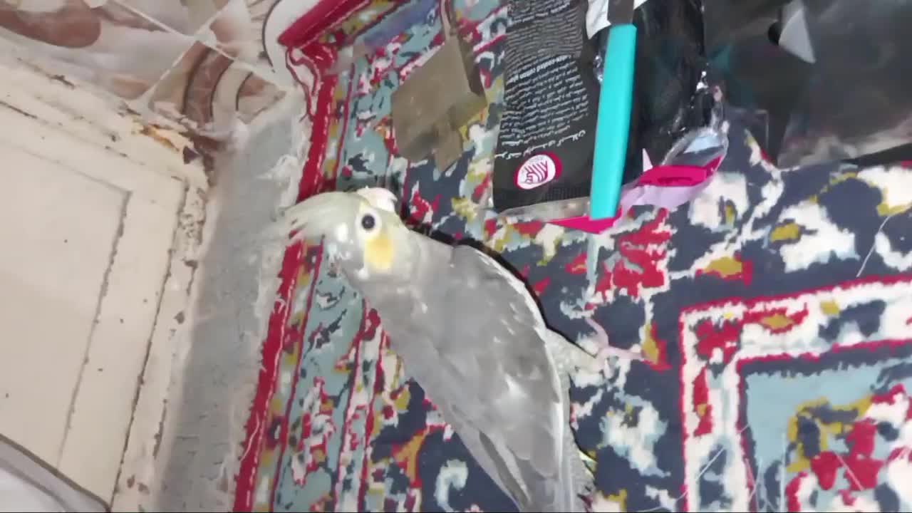 یک جفت عروس هلندی|پرنده|شادگان, |دیوار